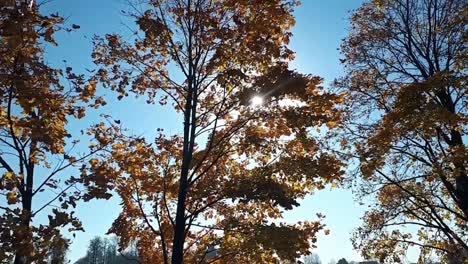 Blätter-Im-Herbst-Fallen-Und-Die-Reflexion-Der-Sonne-Im-Fluss