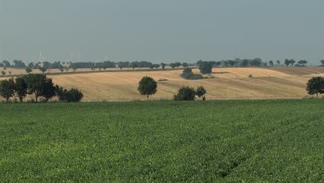 Long-shot-or-panorma-of-Magdeburger-Börde-with-tractor-driving-by,-Germany