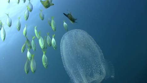 Box-Jellyfish-with-small-fish-6