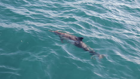 Delfines-Nadando-Cerca-Del-Barco-Sube-A-La-Respiración,-Cámara-Lenta