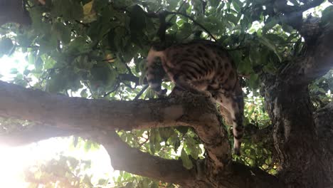 Eine-Bengalkatze-Frei-In-Einem-Baum-5