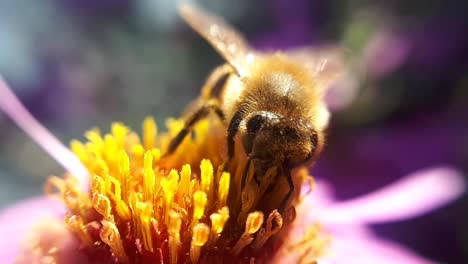 Honey-Bee-on-a-Garden-Flower-1
