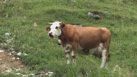 Pasto-De-Montaña-Con-Vaca-En-Los-Alpes-Bávaros-Cerca-De-Sudelfeld,-Alemania-1