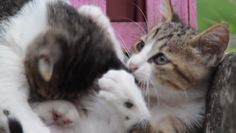 Two-cute-kittens-playing-with-each-other-at-Houtong-Cat-Village,-Taipei