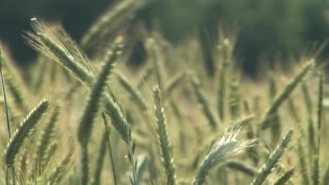 Close-up-of-barley-in-the-wind-in-summertime,-Bavaria,-Germany
