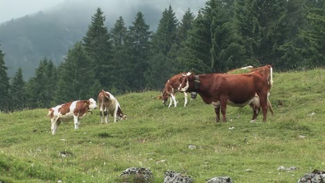 Mountain-pasture-with-cows-in-the-Bavarian-Alps-near-Sudelfeld,-Germany-1