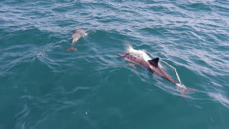 Two-dolphins-swimming-and-jumping-in-front-of-boat-in-the-ocean,-Slow-Motion