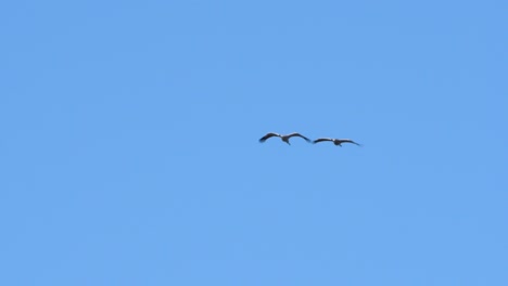 Pair-of-cranes-flying-overhead-in-slow-motion