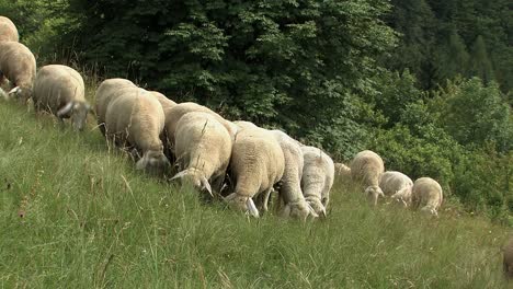 Flock-of-sheep-near-Eichstaett-in-Altmuehltal,-Bavaria,-Germany