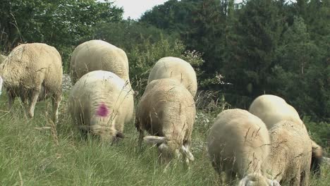 Flock-of-sheep-near-Eichstaett-in-Altmuehltal,-Bavaria,-Germany-1