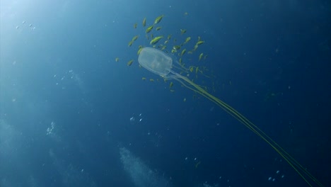 Box-Jellyfish-at-Koh-Tao-9