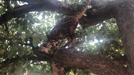 Un-Gato-De-Bengala-Libre-En-Un-árbol-4