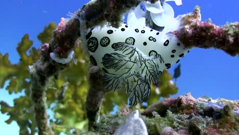 Jorunna-funebris-nudibranch-at-Koh-Tao