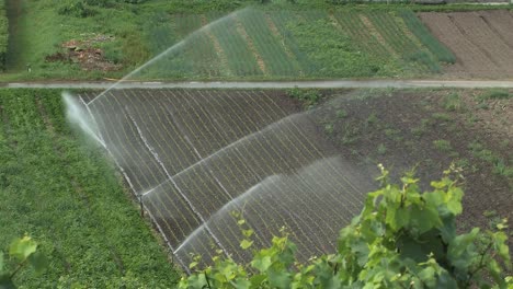 Sprinkler-irrigation-at-Lake-Constance-in-Germany