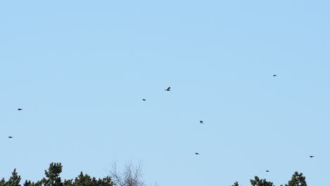 Buzzard-gliding-in-distance,-other-birds-fly-trough-frame-in-slow-motion