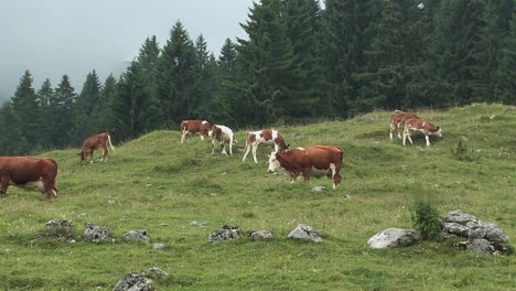 Mountain-pasture-with-cows-in-the-Bavarian-Alps-near-Sudelfeld,-Germany-3
