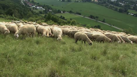 Flock-of-sheep-near-Eichstaett-in-Altmuehltal,-Bavaria,-Germany-2
