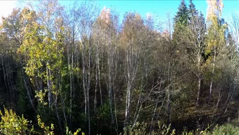 Bäume-Ohne-Blätter-Im-Herbstwald.-Luftaufnahmen