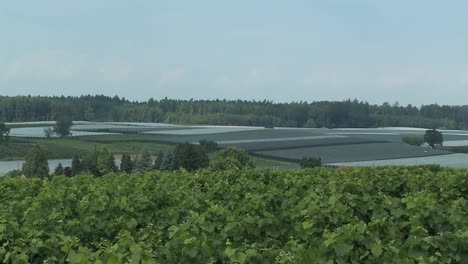Weinberg-Am-Bodensee-Mit-Apfelplantage-Im-Hintergrund,-Deutschland