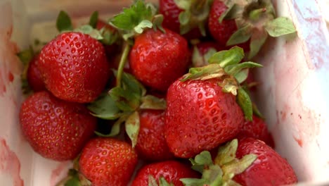 A-closeup-recording-of-swedish-strawberries