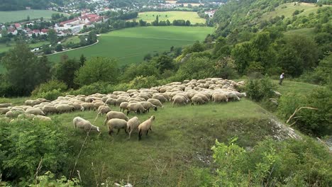 Flock-of-sheep-with-shepherd-near-Eichstaett-in-Altmuehltal,-Bavaria,-Germany