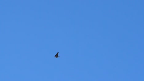 Pigeon-flying-distant-against-blue-skies-in-slow-motion