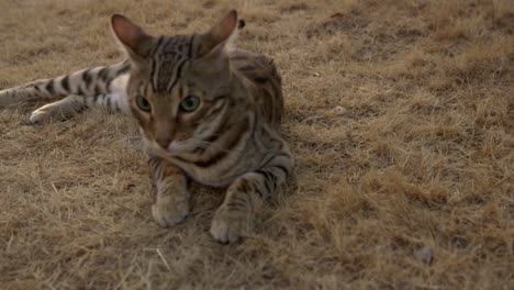 A-bengal-cat-in-the-grass-2