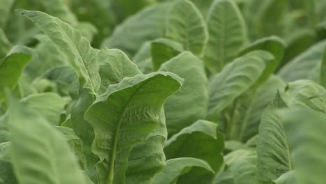 Close-up-of-tobacco-field-and-leaves-in-Germany-prior-to-harvest
