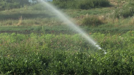 Medium-shot-of-sprinkler-irrigation-in-Bavaria,-Germany