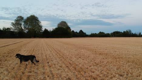 Dog-hunting-prey-on-field-in-countryside-of-UK