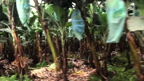 Driving-by-a-banana-plantation-in-the-Ecuador-rural-area-filming-with-stabilizer-from-a-moving-car