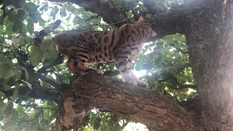 Eine-Bengalkatze-Frei-In-Einem-Baum-3