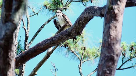 El-águila-Pescadora-Juvenil-Se-Posa-En-Un-árbol-Alto