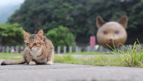 A-cat-hangs-out-at-Taipei's-Houtong-Cat-Village,-Taiwan