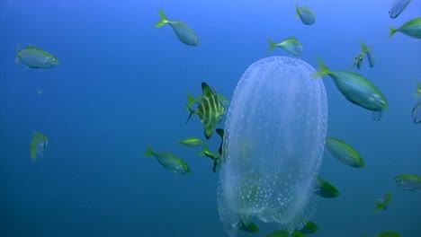 Box-Jellyfish-with-small-fish