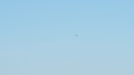 Gull-flying-distant-in-blue-skies-in-slow-motion