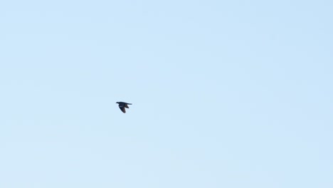 Taube-Fliegt-In-Zeitlupe-Gegen-Den-Blauen-Himmel