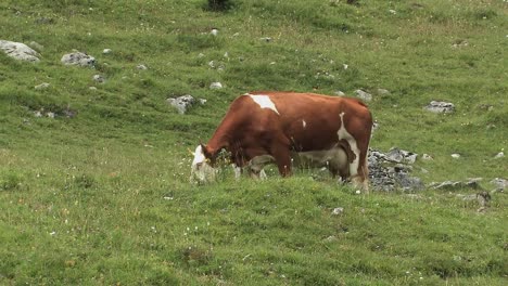 Pasto-De-Montaña-Con-Vaca-En-Los-Alpes-Bávaros-Cerca-De-Sudelfeld,-Alemania
