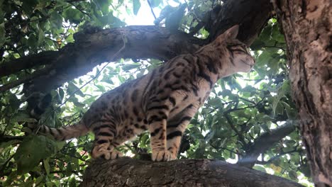 Un-Gato-De-Bengala-Libre-En-Un-árbol-1