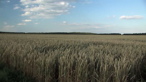 Pan-or-panorama-shot-of-wheat-field-in-the-evening-near-Lenting-in-Bavaria,-Germany