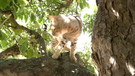 A-snow-bengal-cat-free-in-a-tree-1