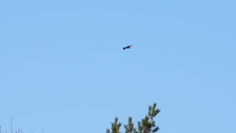Buzzard-gliding-in-blue-sky-over-pines-in-slow-motion