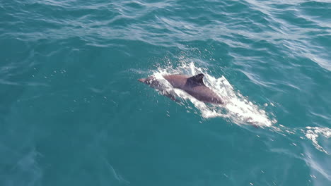Dos-Delfines-Nadando-Frente-A-Un-Bote-Saltando,-A-Cámara-Lenta
