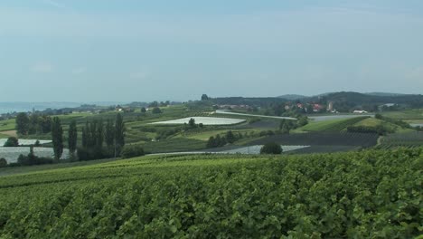 Long-shot-or-panorama-of-vinyard-at-Lake-Constance,-Germany