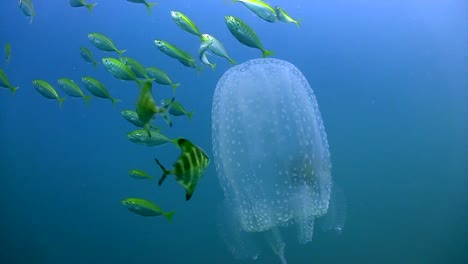 Box-Jellyfish-with-small-fish-5