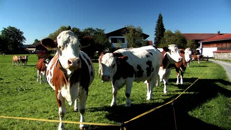 Pastizales-Y-Prados-Con-Vacas-En-Baviera,-Alemania-3