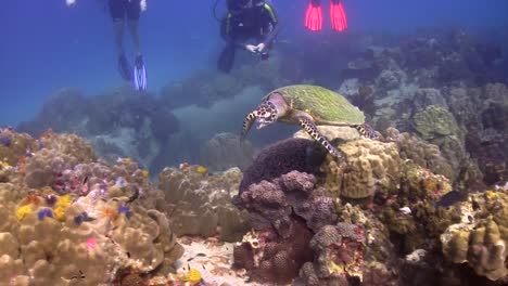 Hawksbill-turtle-and-divers