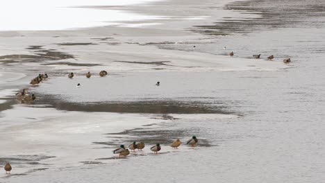 Bunch-of-ducks-sitting-on-the-edge-of-ice-in-river-medium