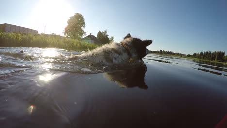 Gefleckter-Weißer-Hund-Mit-Schwarzem-Auge,-Der-Im-Fluss-Schwimmt-2