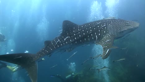 Whale-shark-with-divers